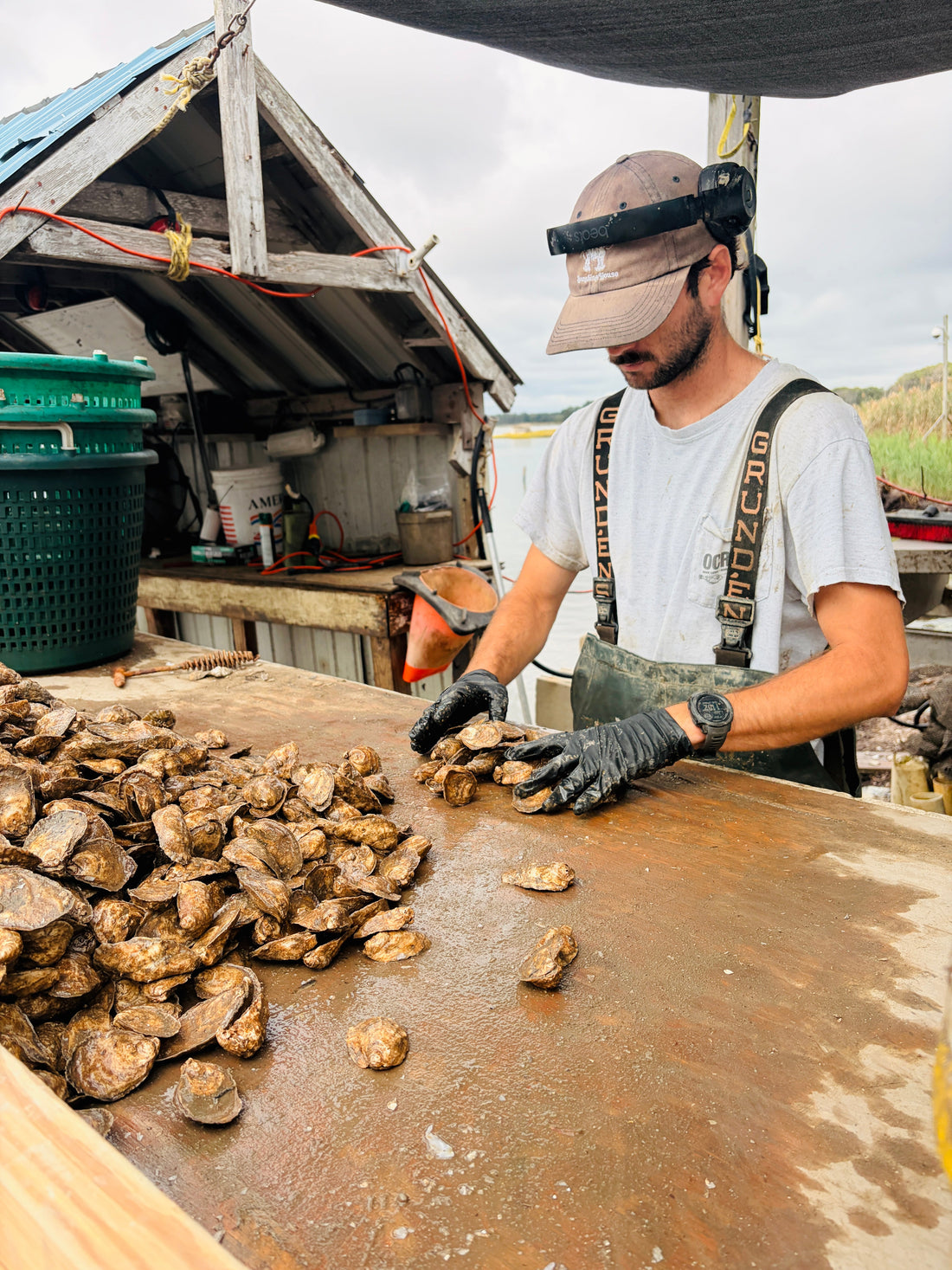 Field Research: Oysters, Grounding, and the Living Work of the Coast