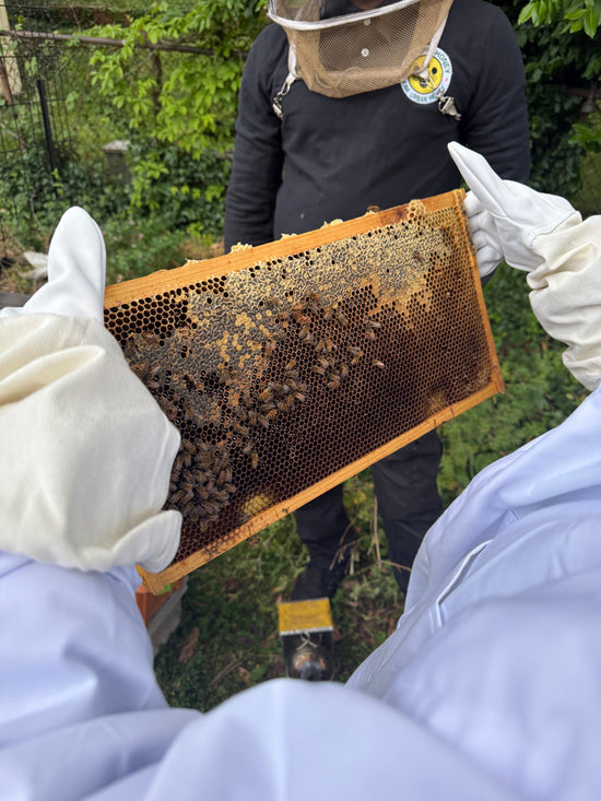 What 10,000 Bees Taught Us About Feeling Grounded