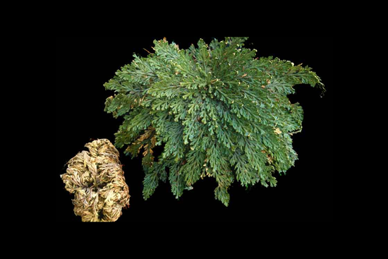 The Rose of Jericho: A Living Symbol of Renewal