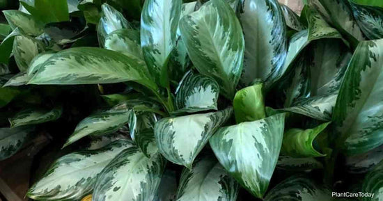 How to Care for an Aglaonema ‘Silverbay’