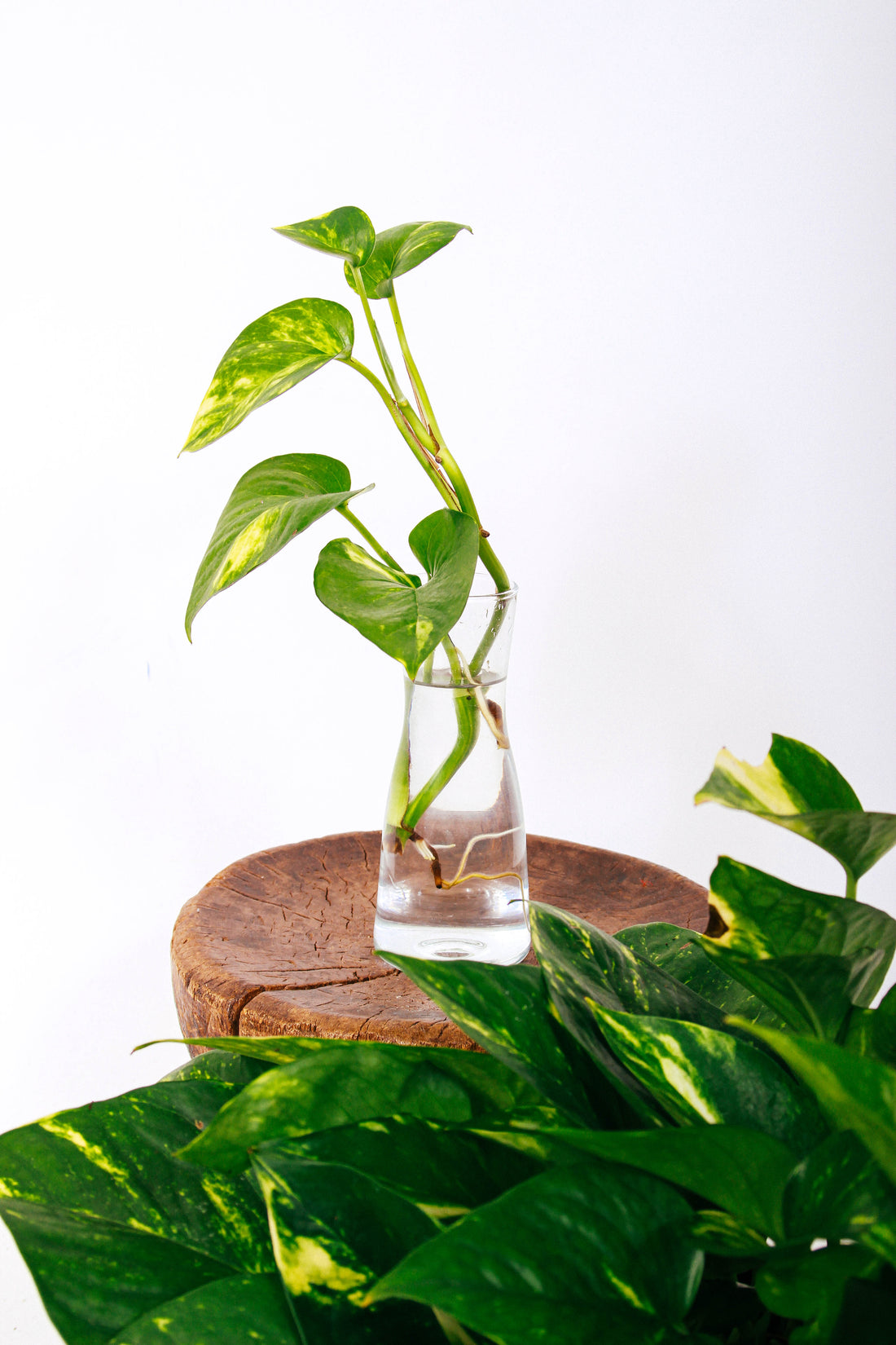 A propagated stem cutting from a Pothos plant is growing roots inside a glass of water.