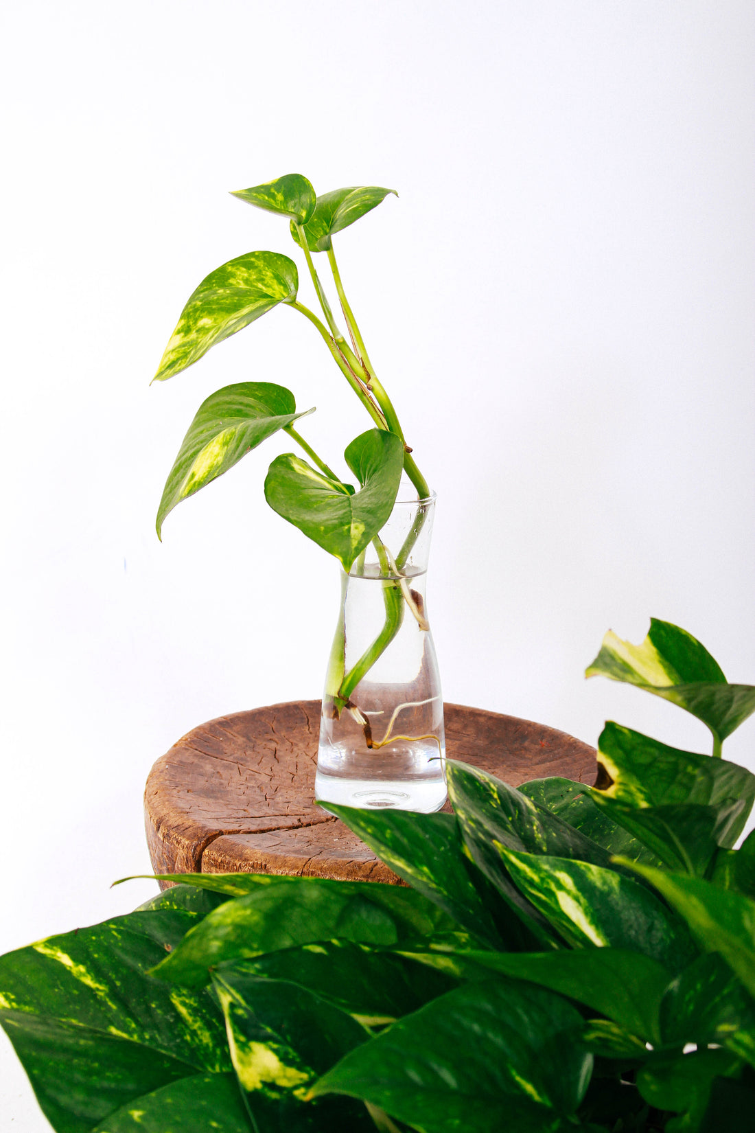 Step-by-Step: Root Division