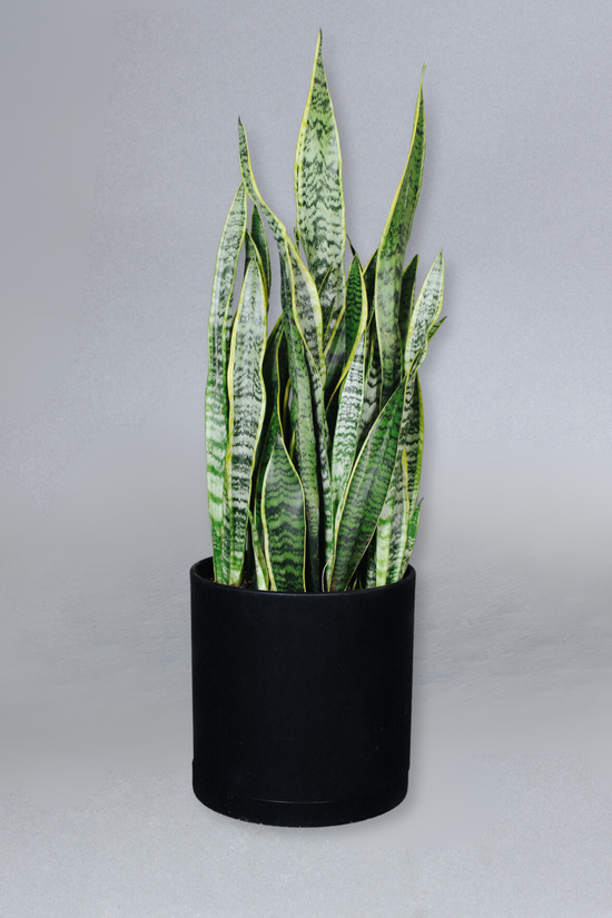 10-in Sansevieria Laurentii