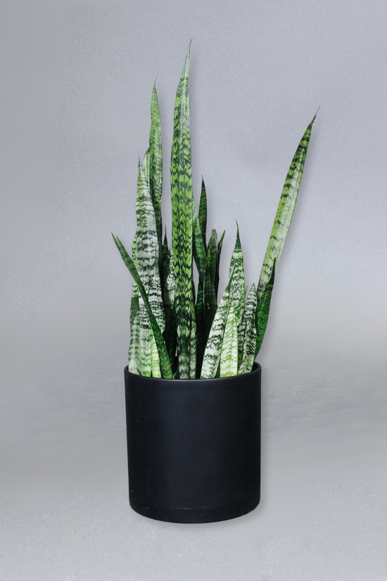 10-in Sansevieria Zeylanica