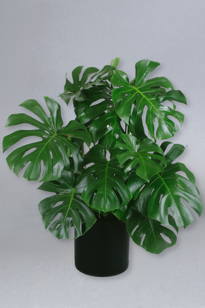 10-in Monstera Deliciosa – Grounded