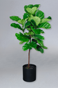 10-in Fiddle Leaf Fig Tree