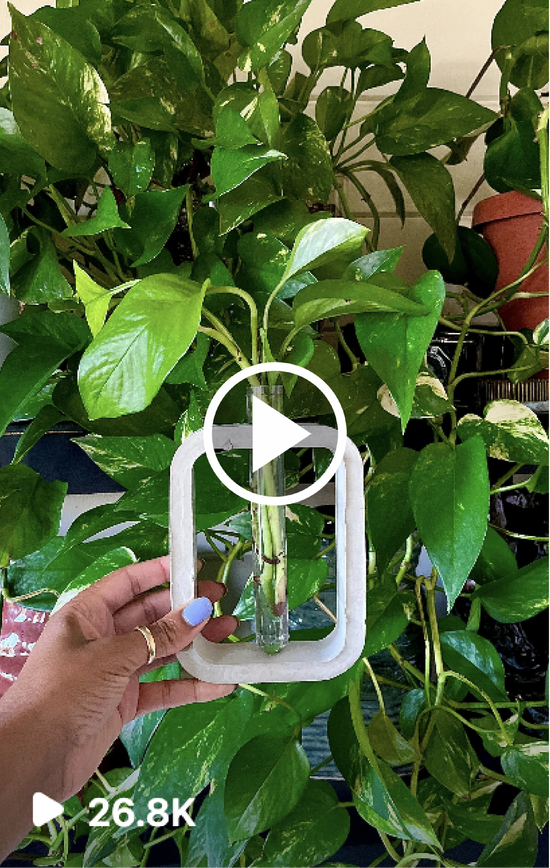 HOW TO PROPAGATE YOUR PLANTS
