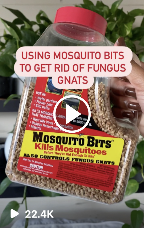 USING MOSQUITO BITS FOR FUNGAS GNATS