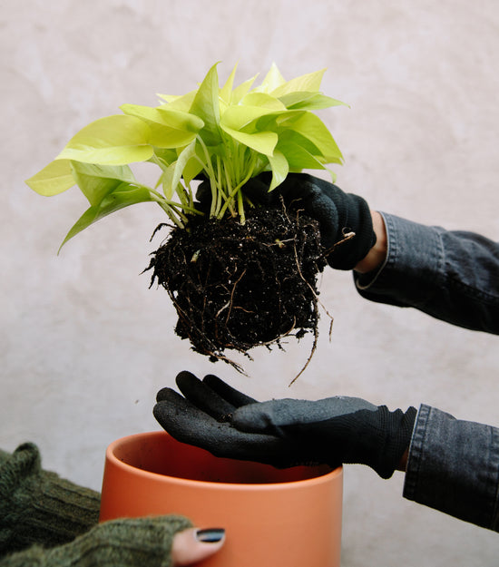 How to Repot Your Plant