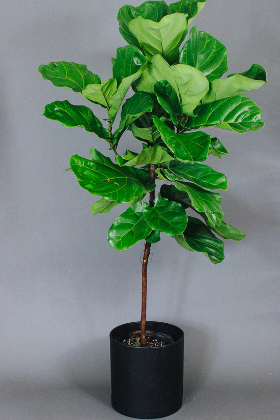 10-in Fiddle Leaf Fig