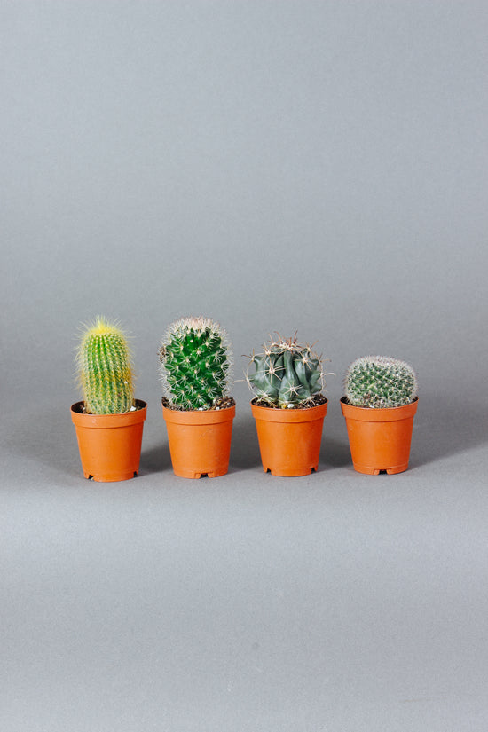 CACTUS