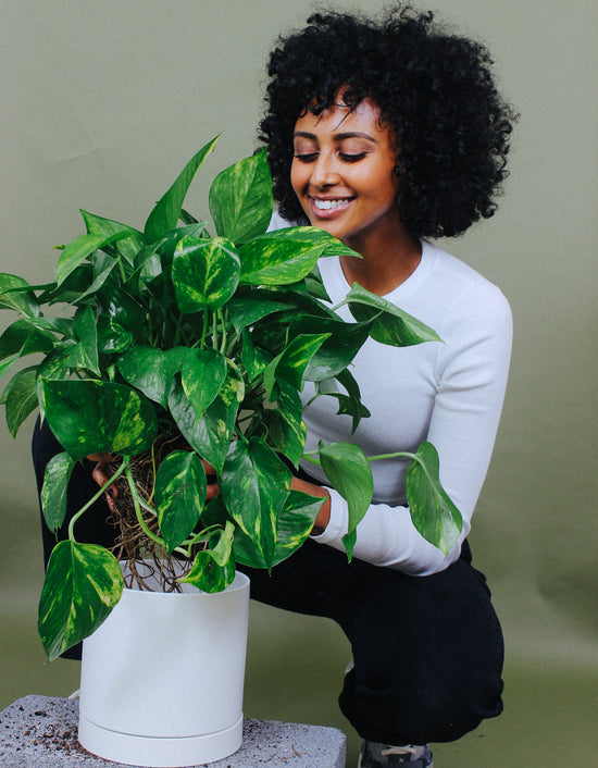 Golden Pothos