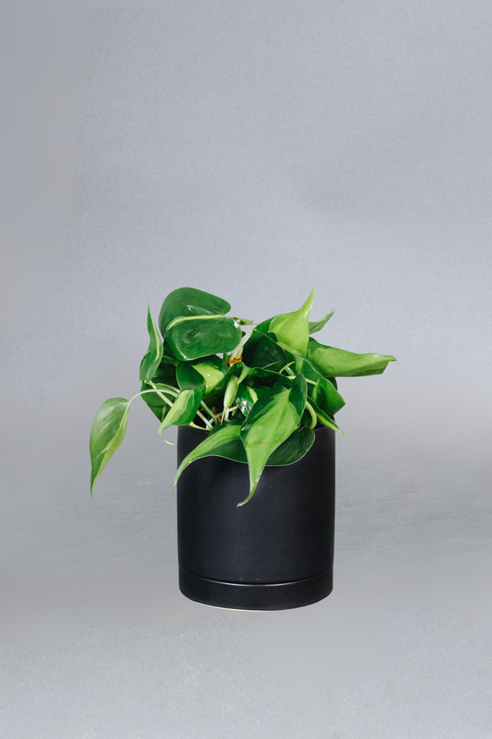 Philodendron Brasil