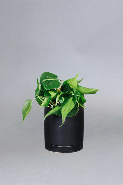 philodendron brasil price Buy Philodendron Brasil Online in the USA – Grounded