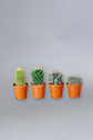 Cactus Window Set