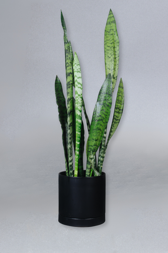 Sansevieria Zeylanica