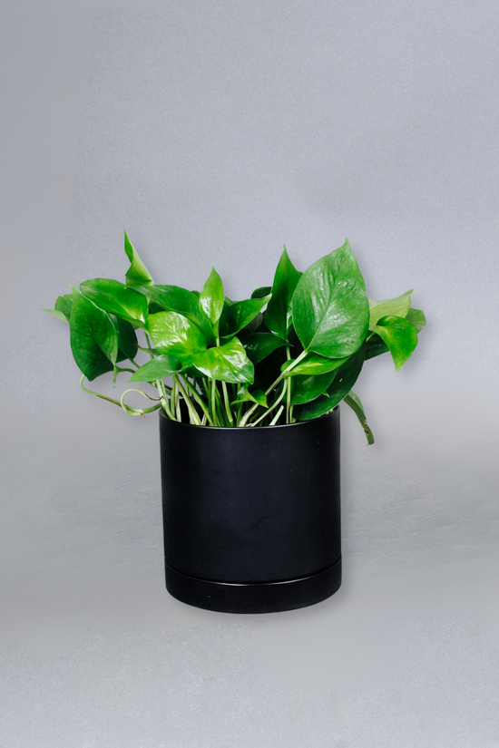 Jade Pothos