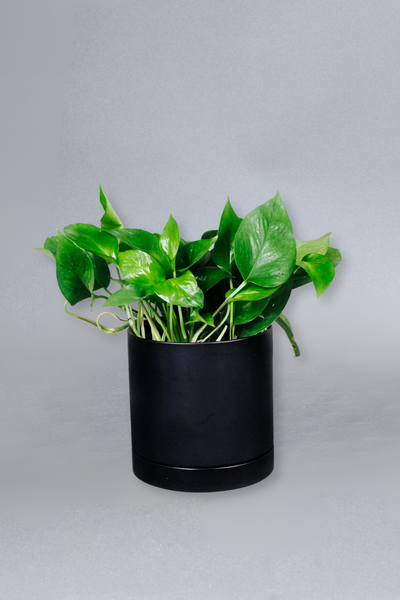 pothos dark Buy Jade Pothos Online in the USA – Grounded