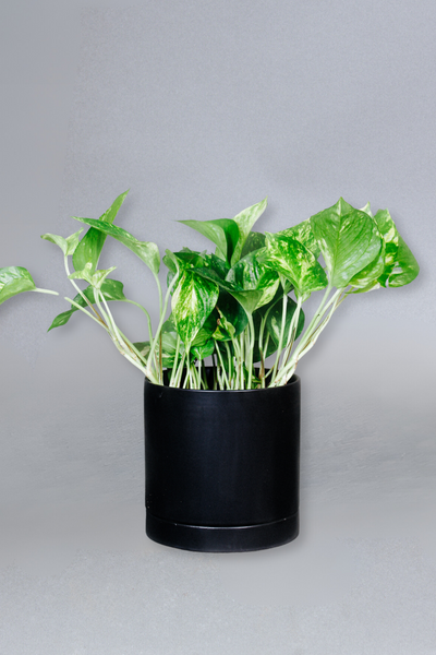 pothos goldiana Buy Golden Pothos Plant Online in the USA 4-in / Nursery Planter