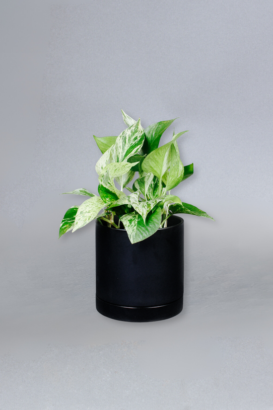 Marble Pothos