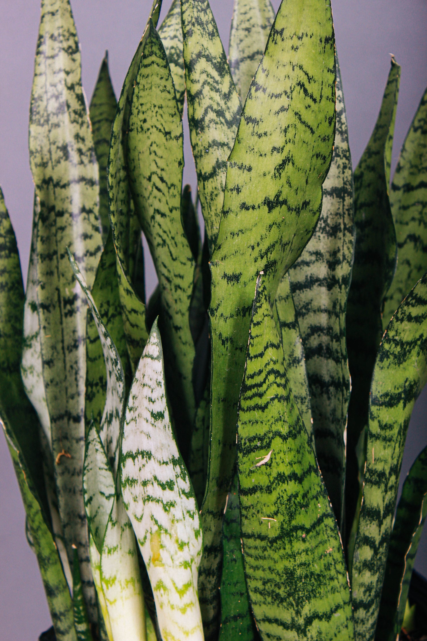 A close-up of the stripes on the Sansevieria Zeylanica leaves.