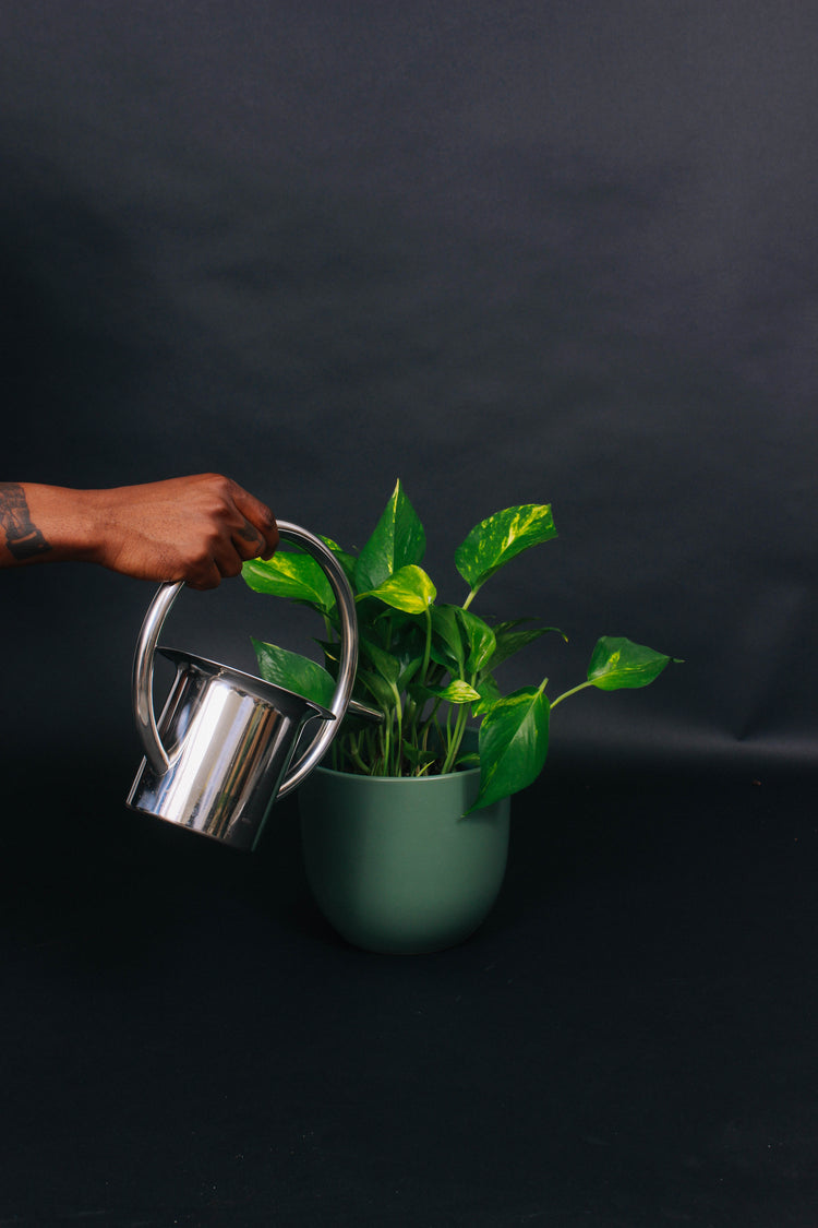 A silver watering can is used to deliver water to a houseplant. 