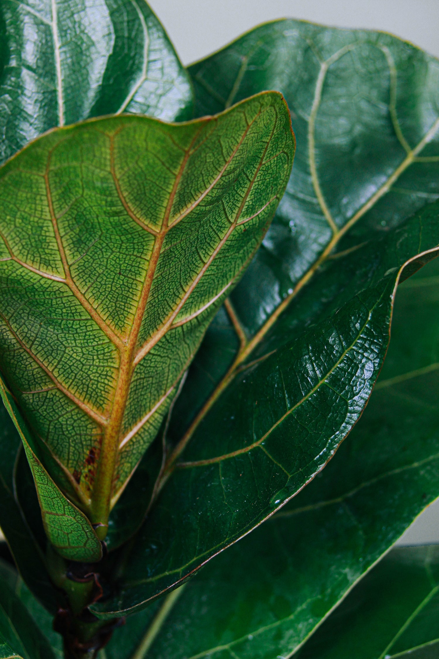 Close up of healthy, glossy Fiddle Leaf Fig leaves