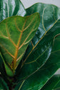 Close up of healthy, glossy Fiddle Leaf Fig leaves