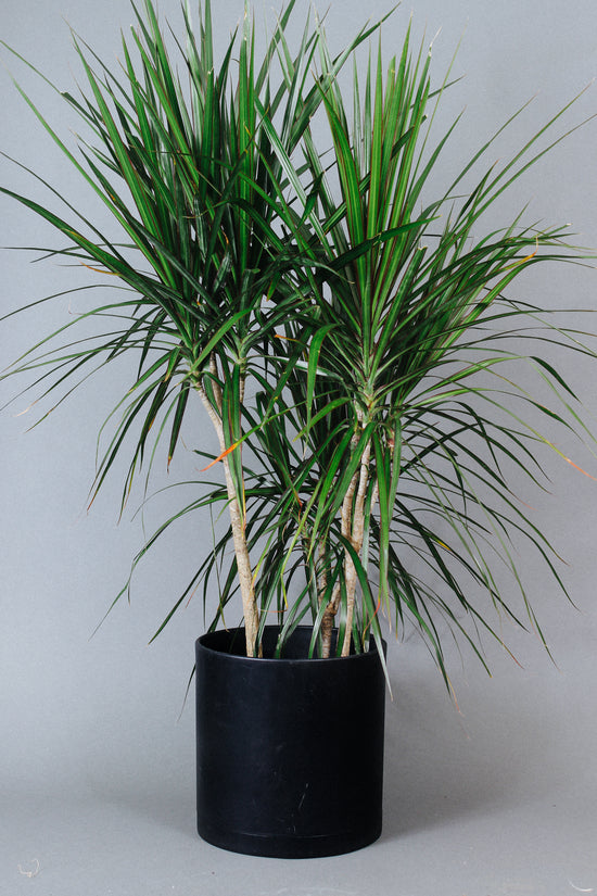 A tall Dracaena Marginata plant sits on the floor in an 8-inch pot.