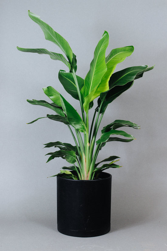 A tall Bird of Paradise Plant on the floor in a 10-inch pot.