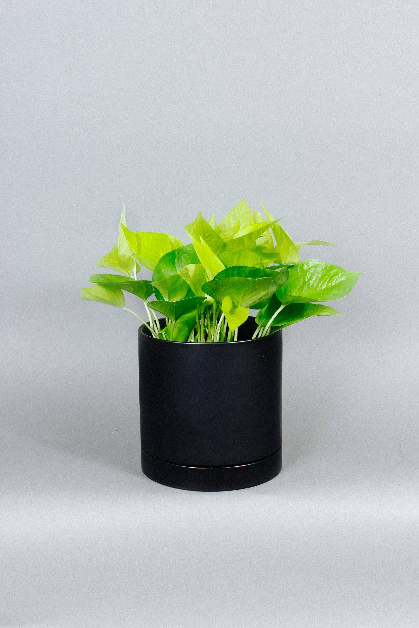 A Neon Pothos plant perks its leaves over a Matte Black planter.