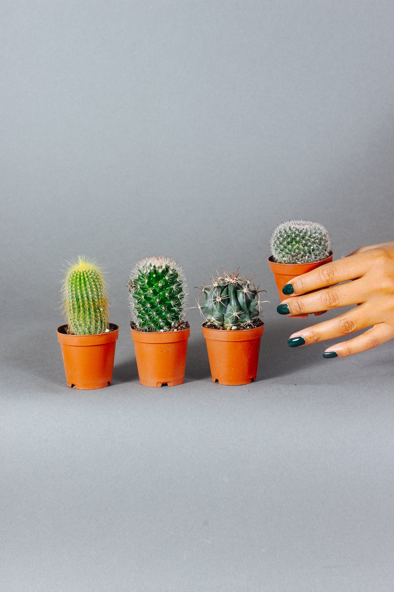 Four mini cacti are placed down next to each other. 