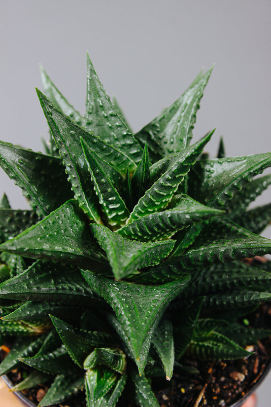 Haworthia