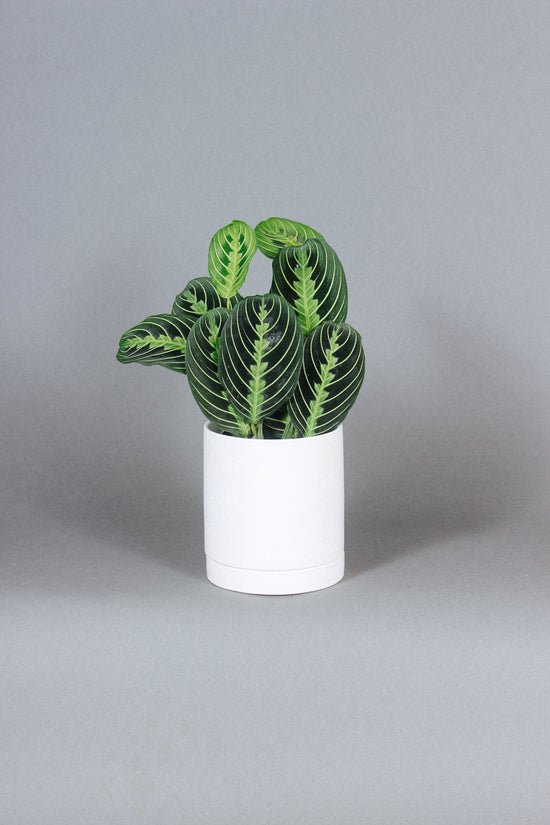 Lemon Lime Maranta