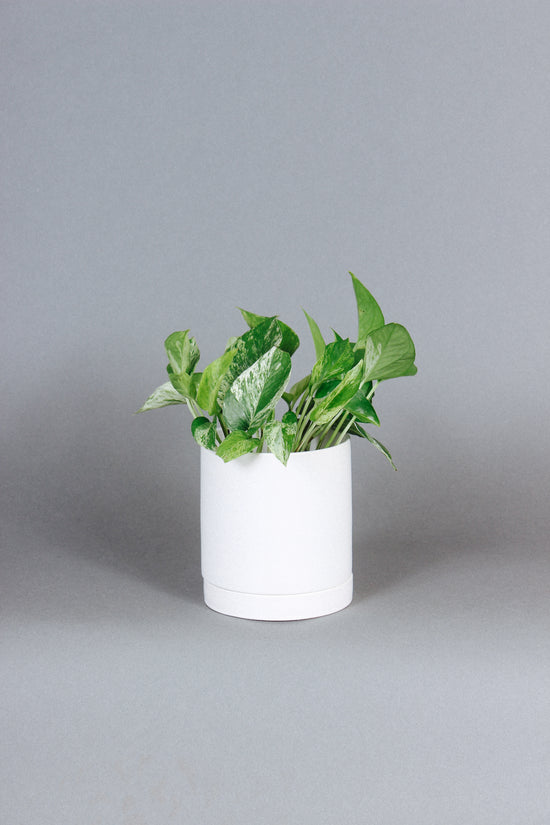 Marble Pothos