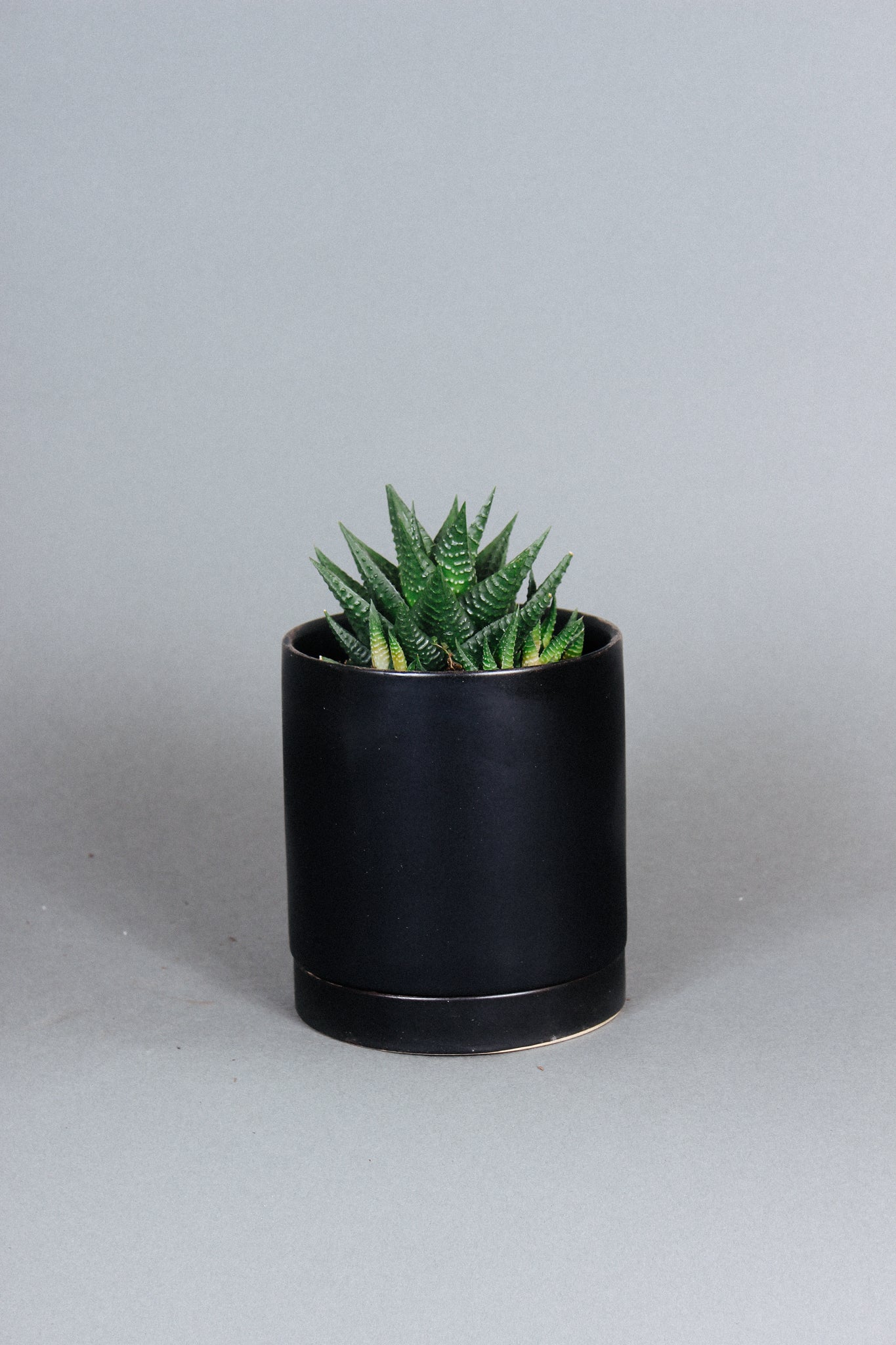 Haworthia
