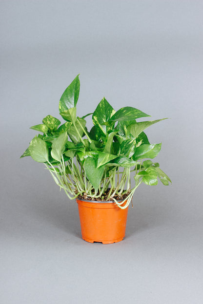 pothos com Buy Golden Pothos Plant Online in the USA – Grounded
