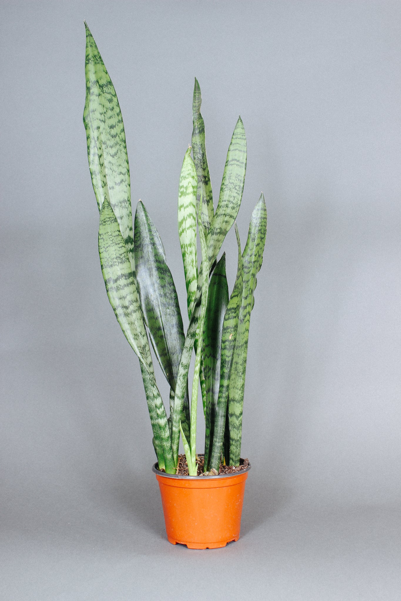 sansevieria plants for sale Sansevieria Zeylanica