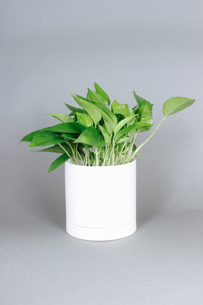 Jade Pothos