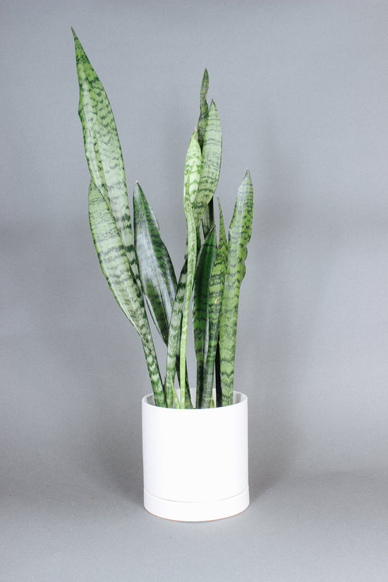 Sansevieria Zeylanica