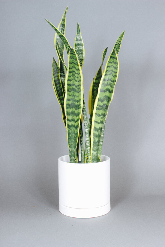 Sanseveria Laurentii