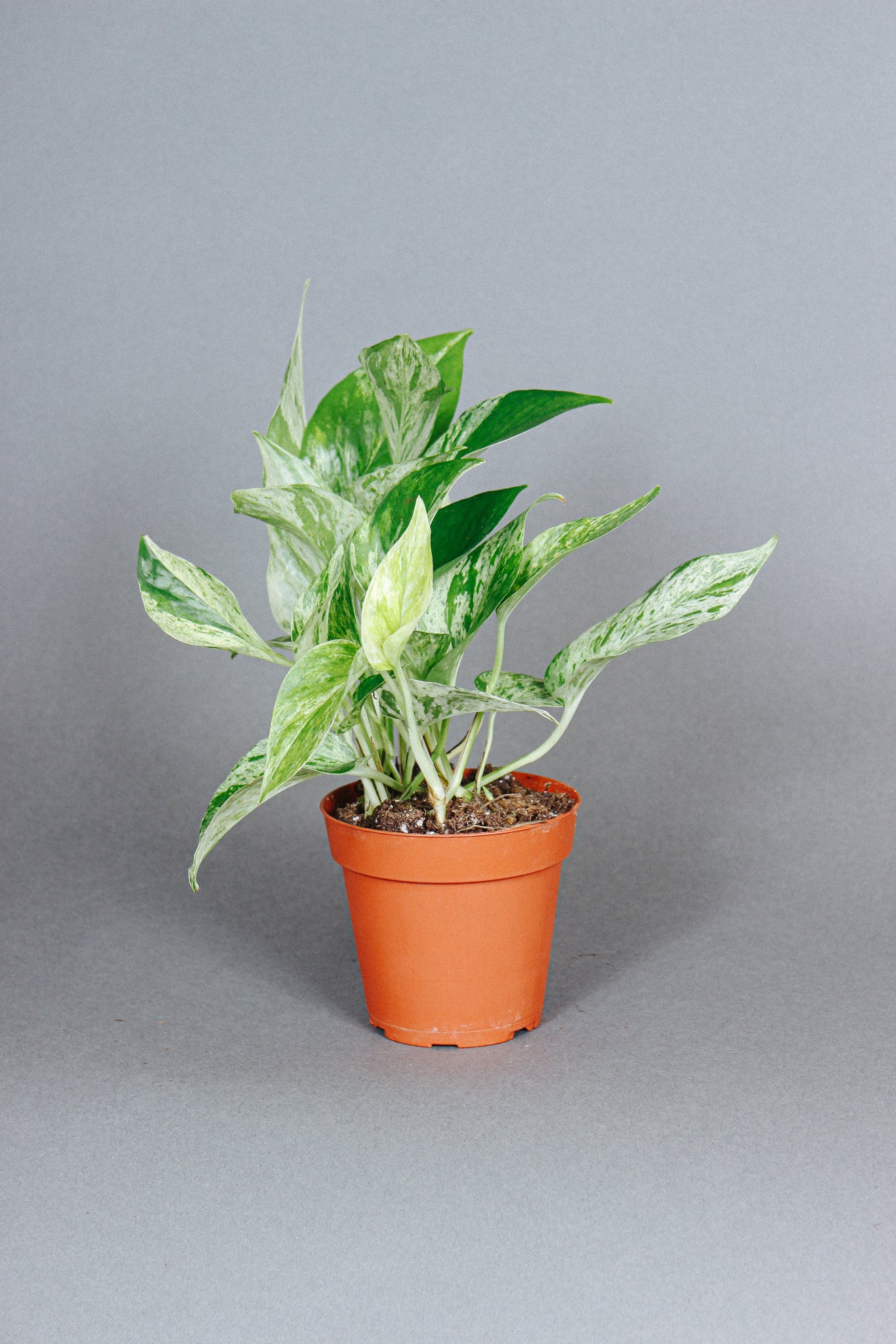 pothos buy Buy Marble Pothos Plants Online in the USA 4-in / Nursery Planter
