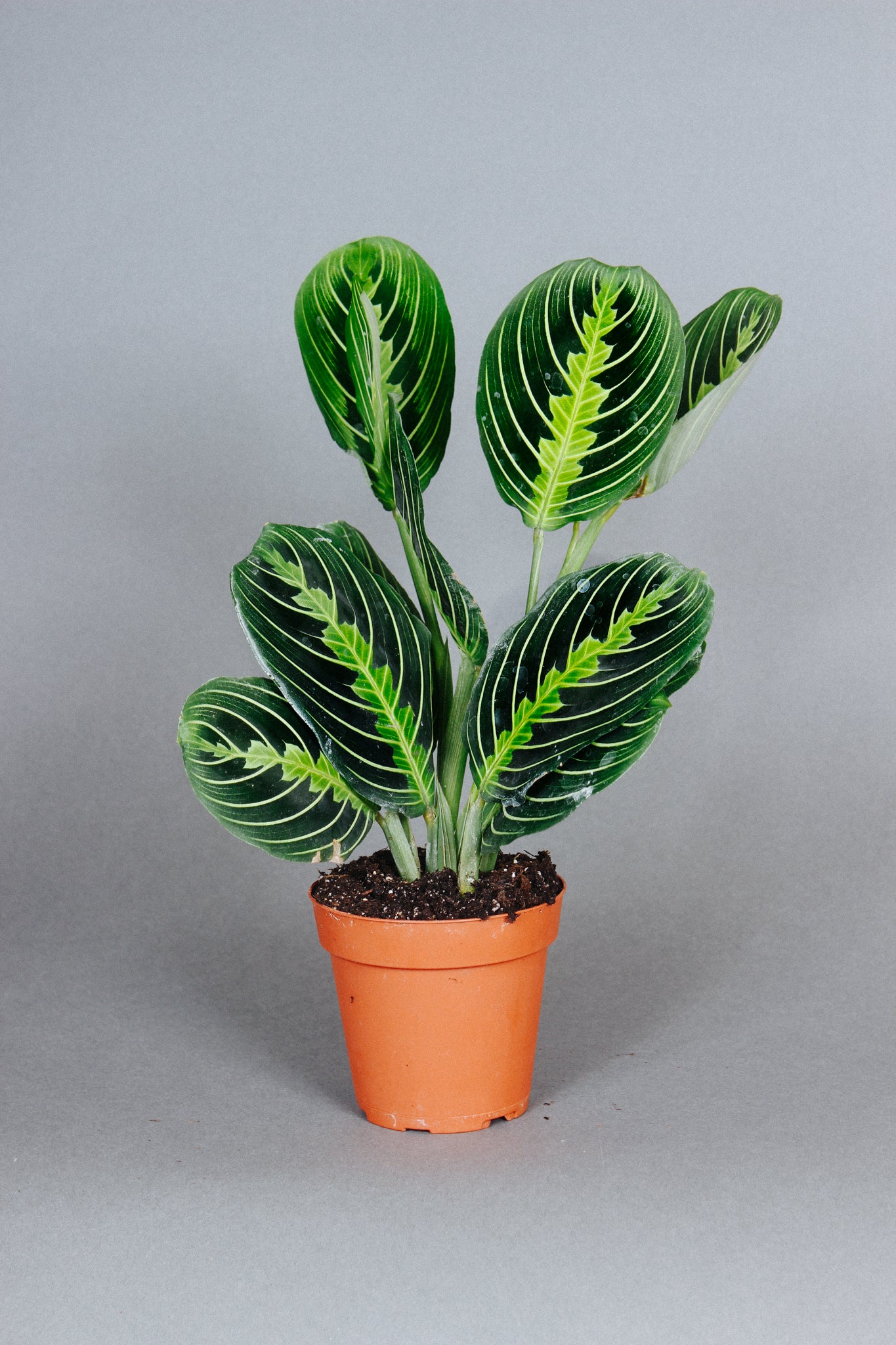 lemon lime prayer plant Buy Lemon Lime Maranta Plant Online in the USA 4-in / Nursery Planter