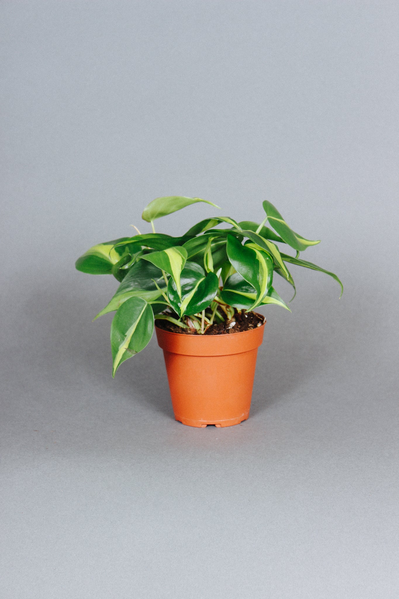 philodendron brasil online Philodendron Brasil