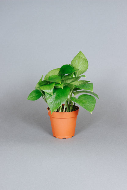 pothos plant jade Buy Jade Pothos Online in the USA – Grounded