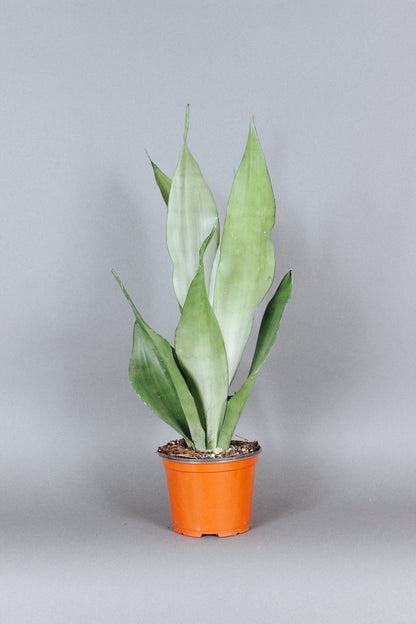Sansevieria Moonshine