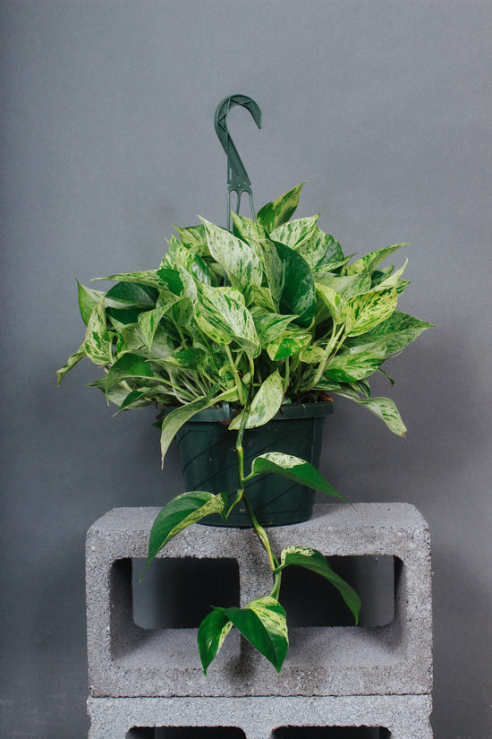 A full Marble Pothos Plant trails a long vine over the edge of a hanging pot.