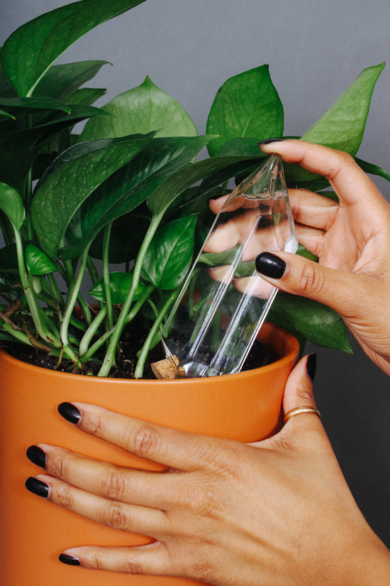 A glass crystal filled with water is inserted into the soil of a plant to slowly release moisture.