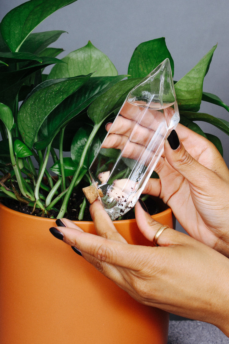 A glass crystal filled with water is inserted into the soil of a plant to slowly release moisture.