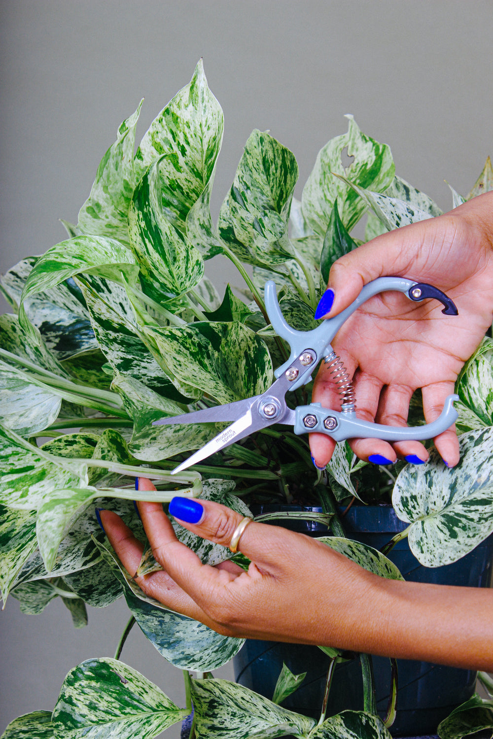 Plant shears for pruning and propagating indoor houseplants and gardens.